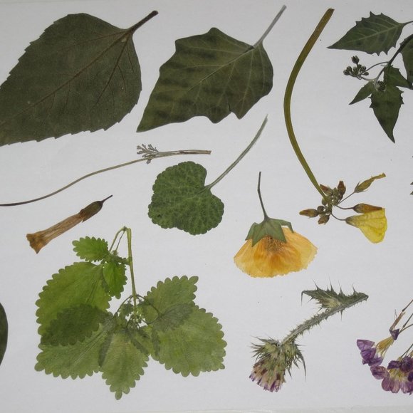 60 PCS Wild Pressed Flowers and Leaves Leaf Weeds Tobacco Sunflower Poppy Mallow - Picture 3 of 5